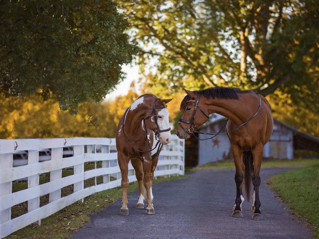 Equine Photography of 2 Horses photographed in Chattanooga TN