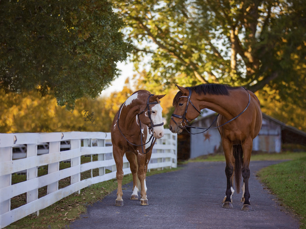 Horses photographed on the drive of 3 Dog Farm