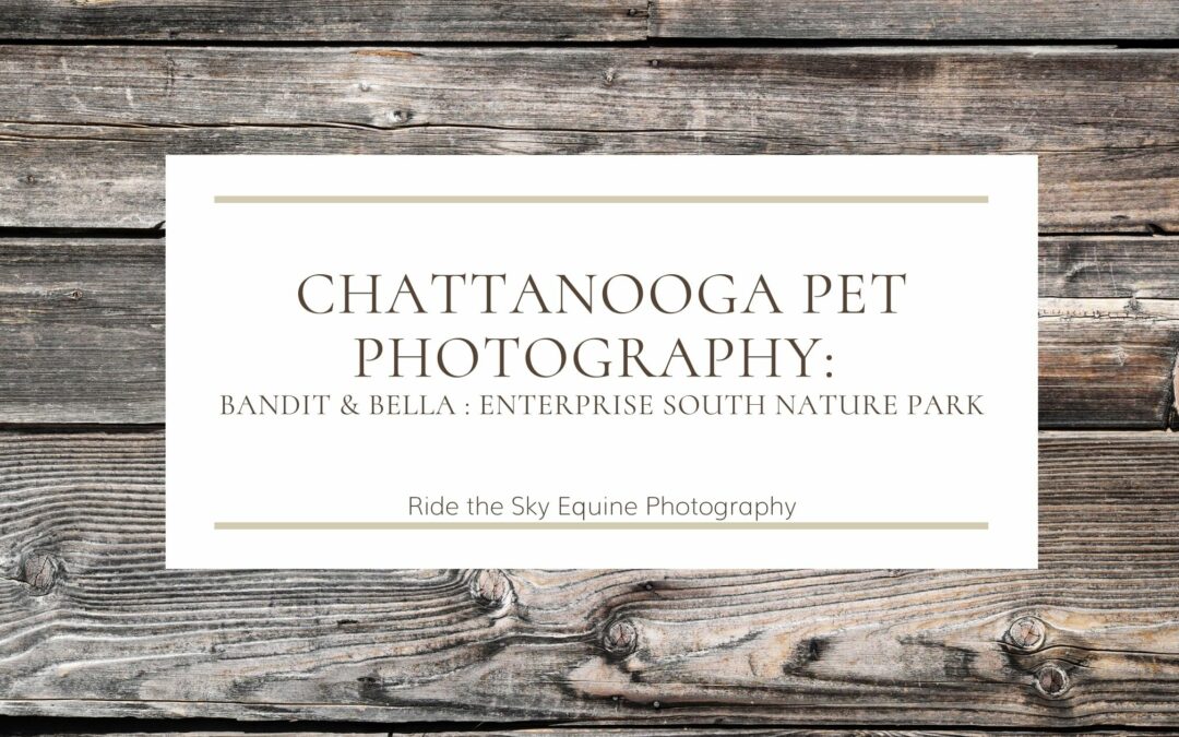 Chattanooga Pet Photography: Bella & Bandit