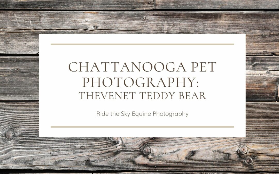 Chattanooga Pet Photographer: Thevenet Teddy Bear