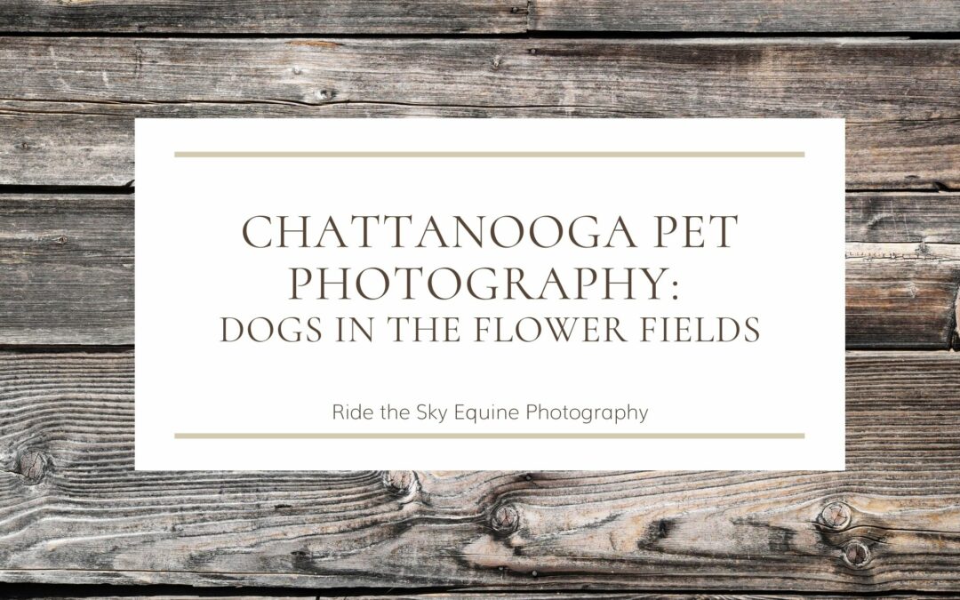 Chattanooga Pet Photography: Dogs in the Flower Fields