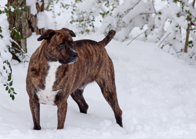 Staffordshire Terrier Mix in Snow