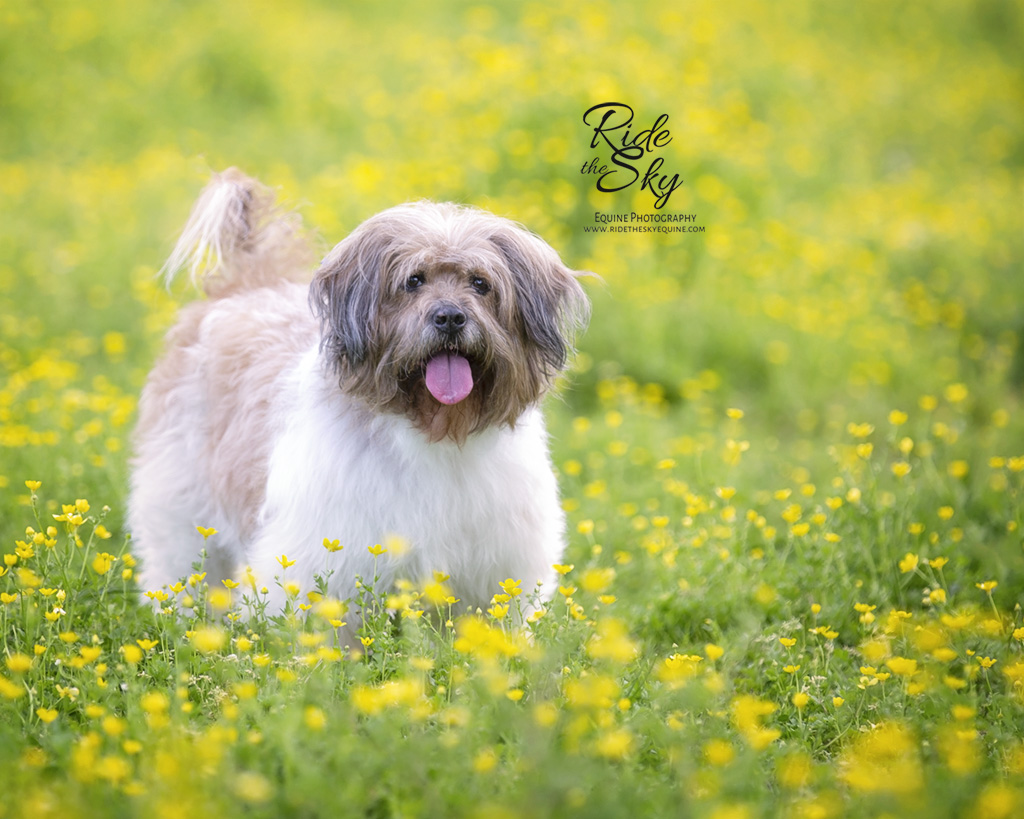 Mixed breed dog standing in yellow flowers in spring with tongue out