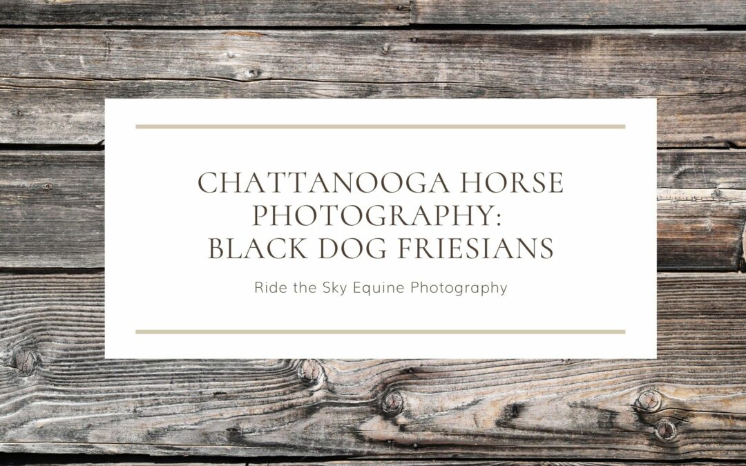 Chattanooga Horse Photography: Black Dog Farm Friesians