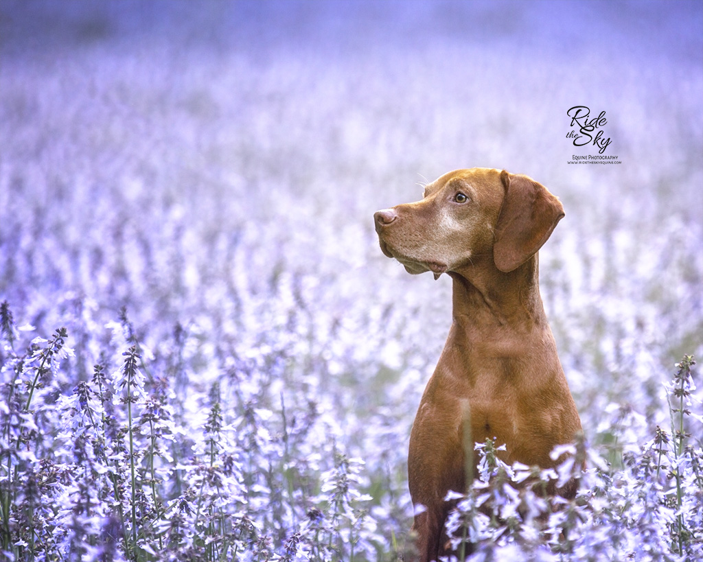 Vizsla Dog in Purple Flower Field