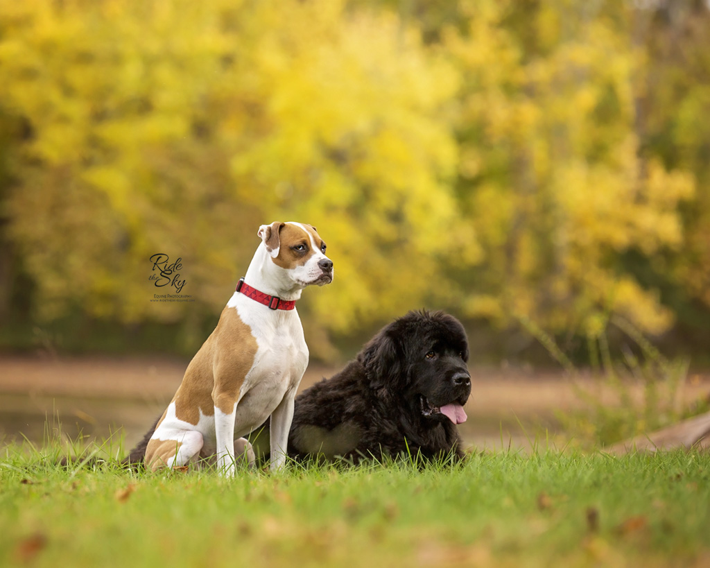 Boxer and Newfoundland Dogs at Chester Frost Park in Fall
