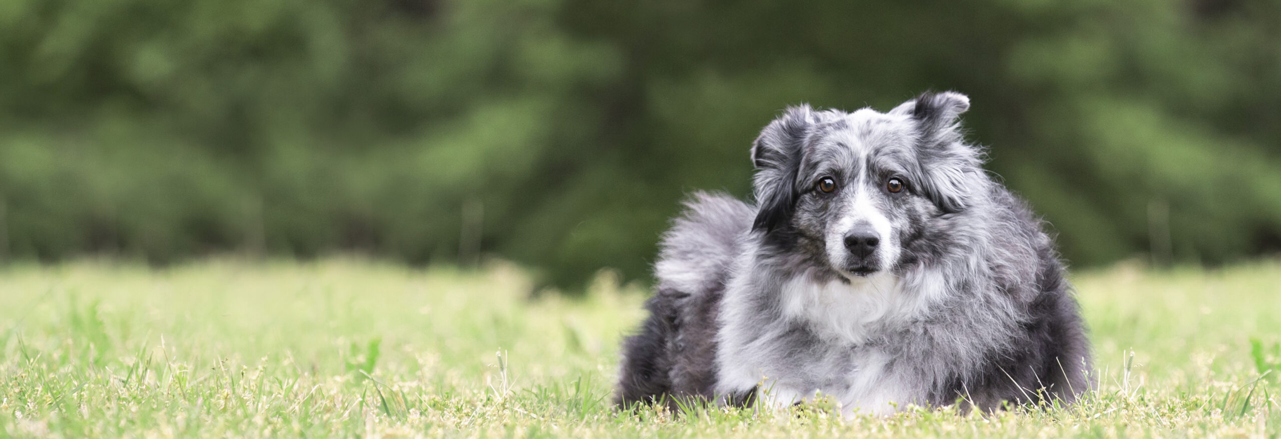 Black Gray and White Long Haired Dog in green grass