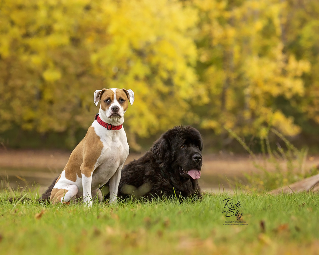 Boxer and Newfoundland dogs portrait in fall