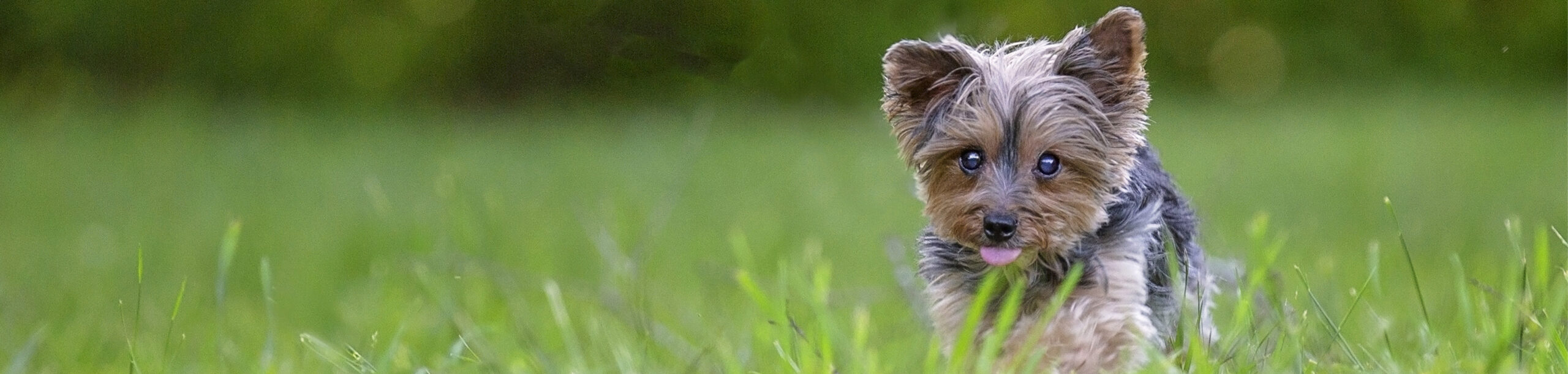 Small Dog running in grass with tongue out