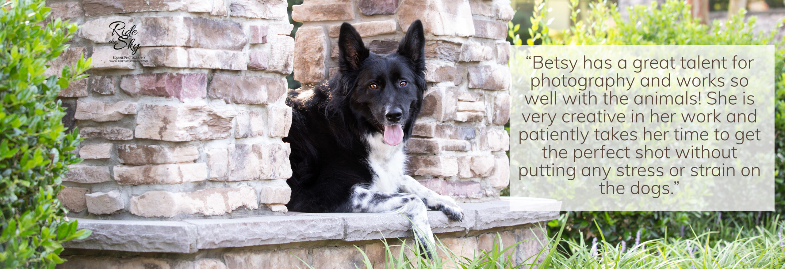 Dog on Stone platform Portrait