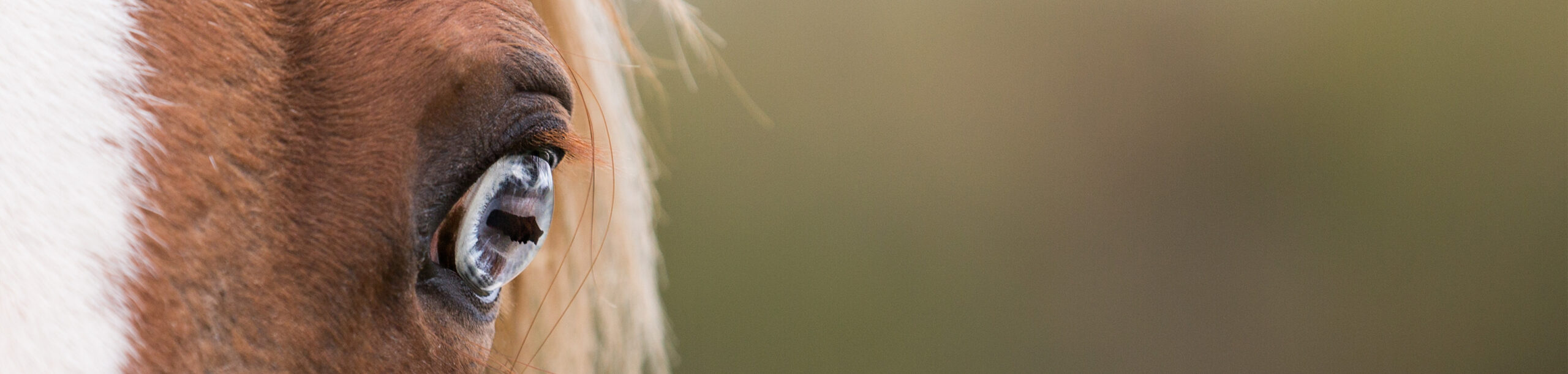 Close up Image of Blue Eye of Horse