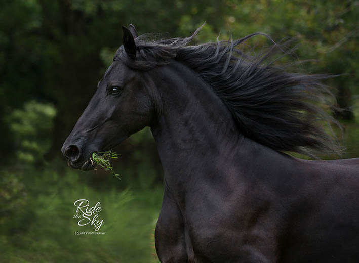 Friesian Horse Photography Picture with mouthful of grass