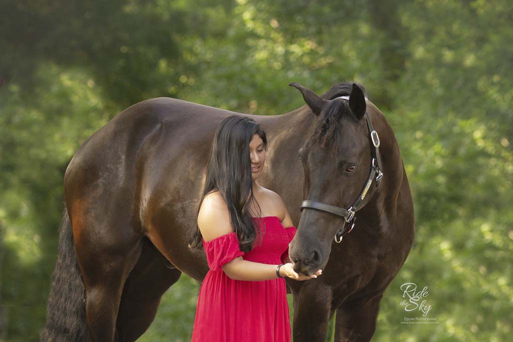 Girl in red dress feeding friesian paint cross horse