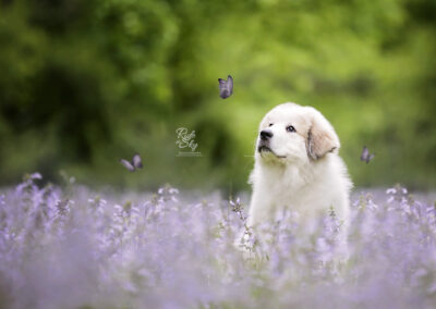 Great Pyrenees Puppy in Purple flowers with butterflies