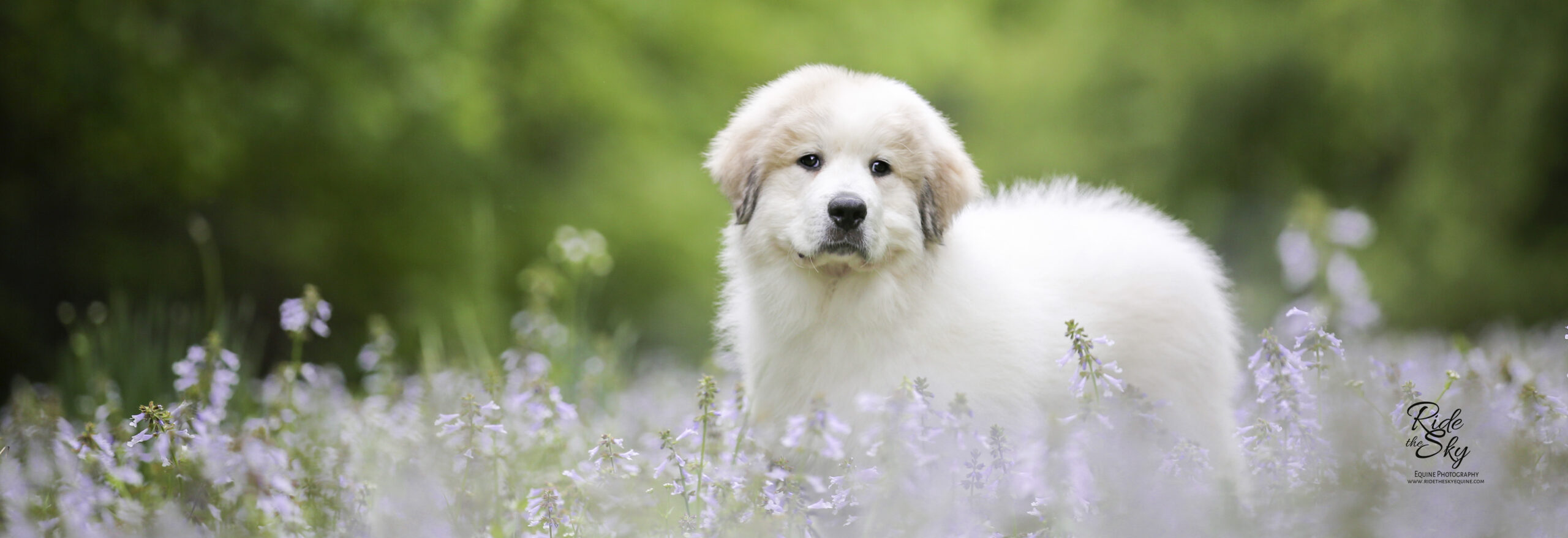 Great Pyrenees Puppy in Purple Flowers