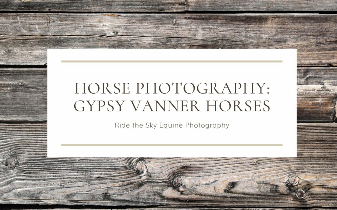 Horse Photography: Gypsy Vanner horses