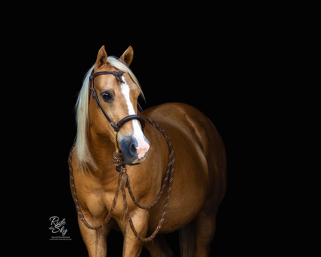 Black Background Portrait of Paint Horse and Quarter Horse in Western Tack