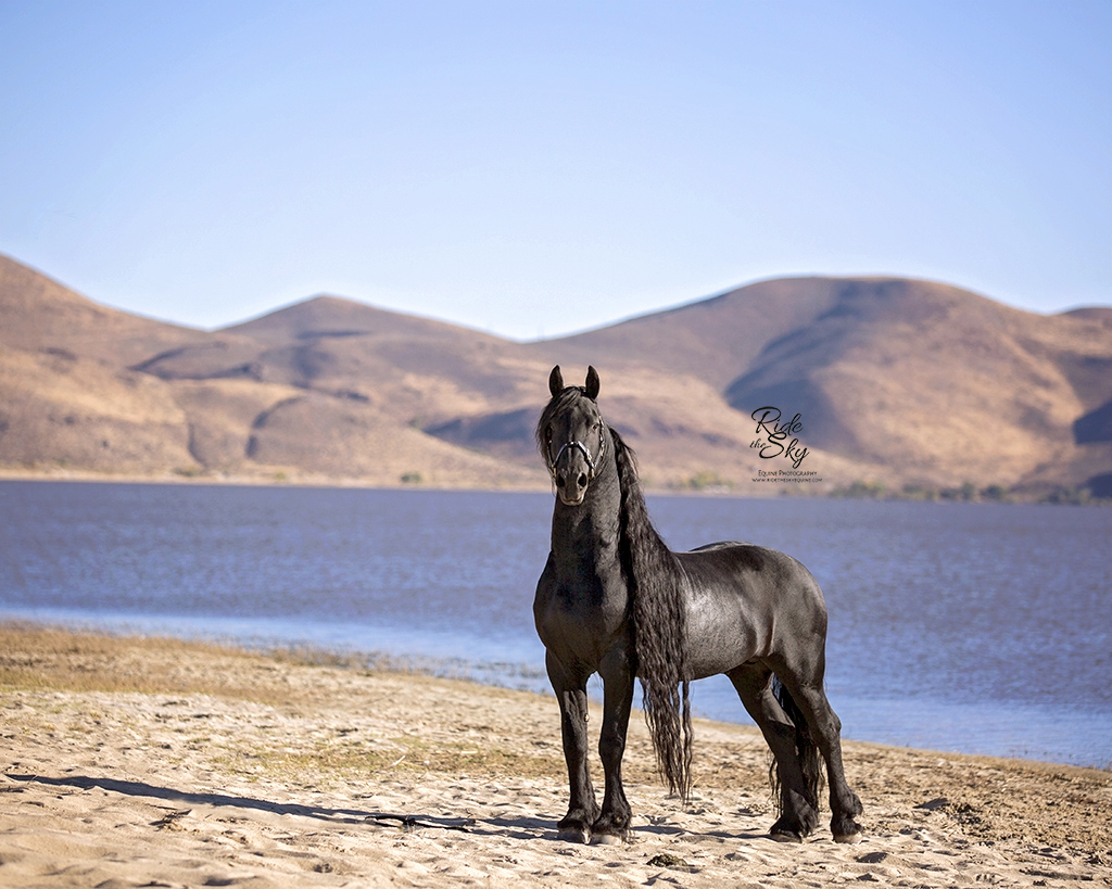 Black Friesian stallion standing majestically on the beach with blue water and mountains in the background, captured in fall by Ride the Sky Equine Photography.