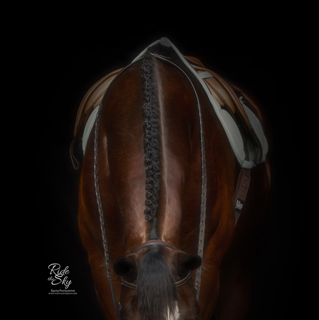 Horse neck with hunter button braids