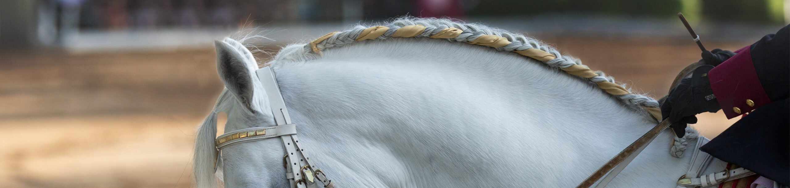 Commercial Equine Image example for a horse braider