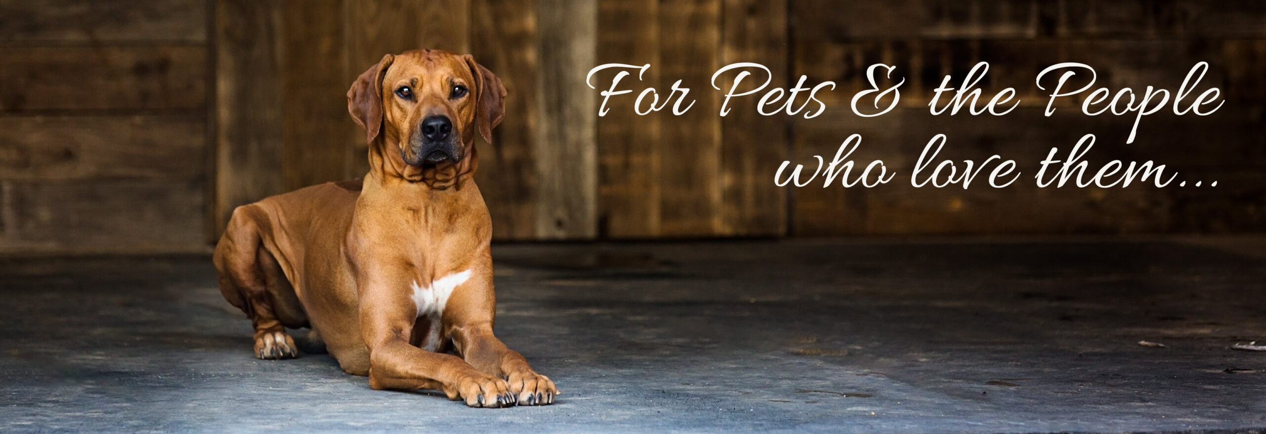 Pet Photography Chattanooga TN Header