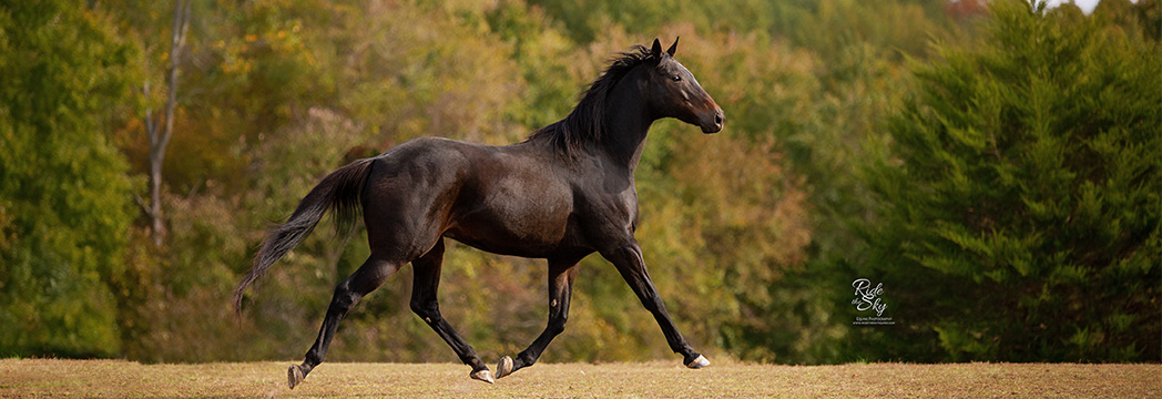 Thoroughbred in Field in Fall