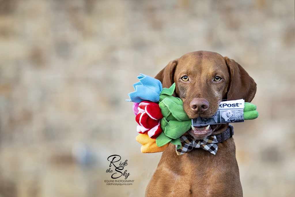 Vizsla dog with flowers in his mouth