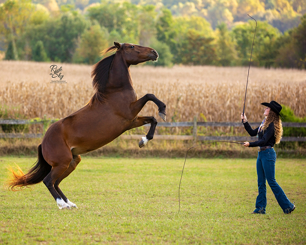 Mustang Horse Rearing on Command with Liberty Horse Trainer AR Horsemanship