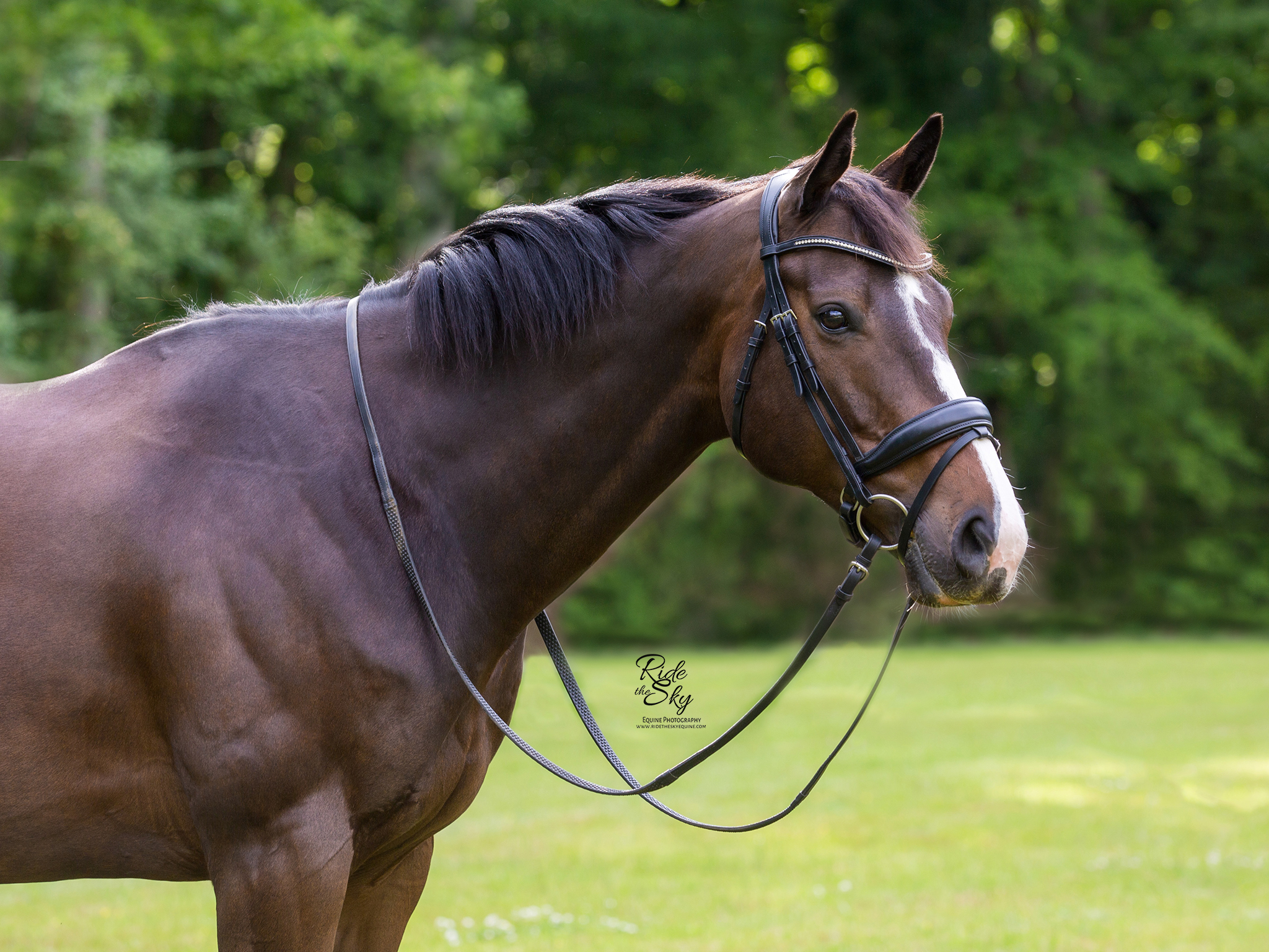 Thoroughbred Horse in bridle standing in summer field