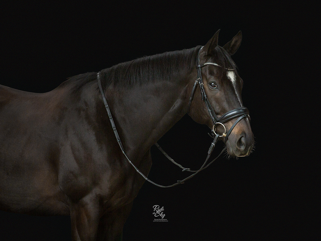 Portrait of Thoroughbred horse with black background