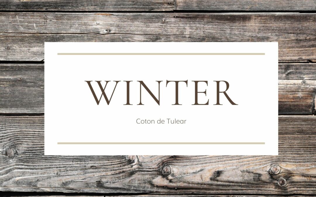 Winter | Coton de Tulear | Enterprise South Nature Park | Ooltewah, Tennessee
