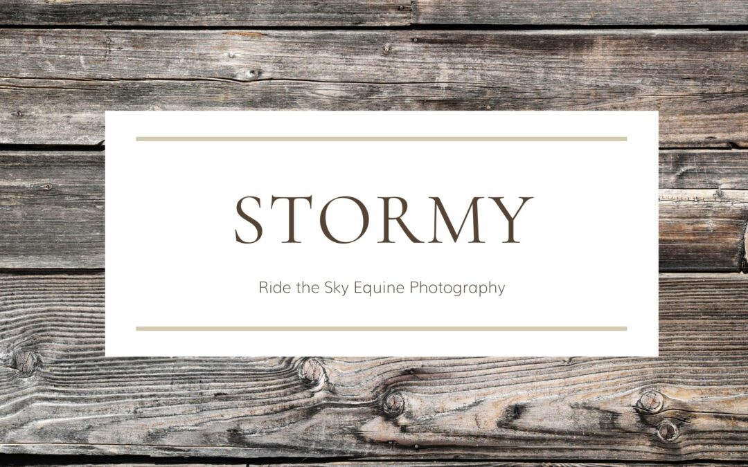 Stormy the Boxer Dog Cover Image