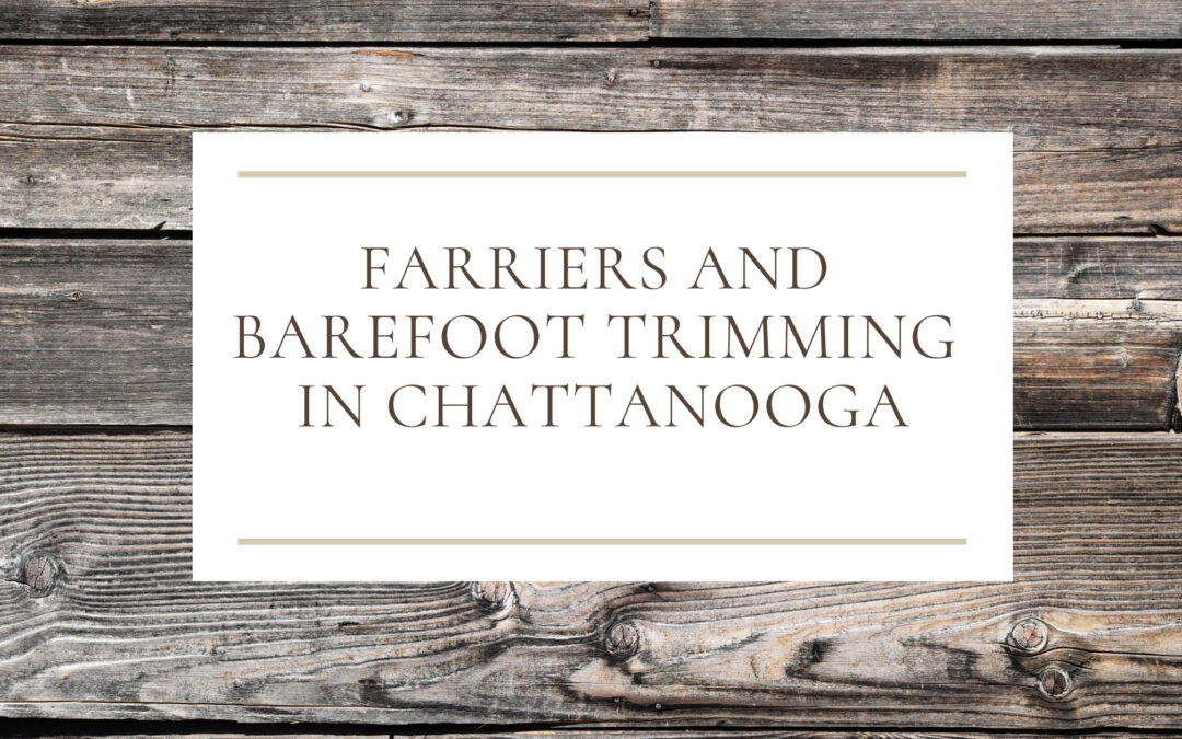Farriers and Barefoot Trimming in the Chattanooga Area