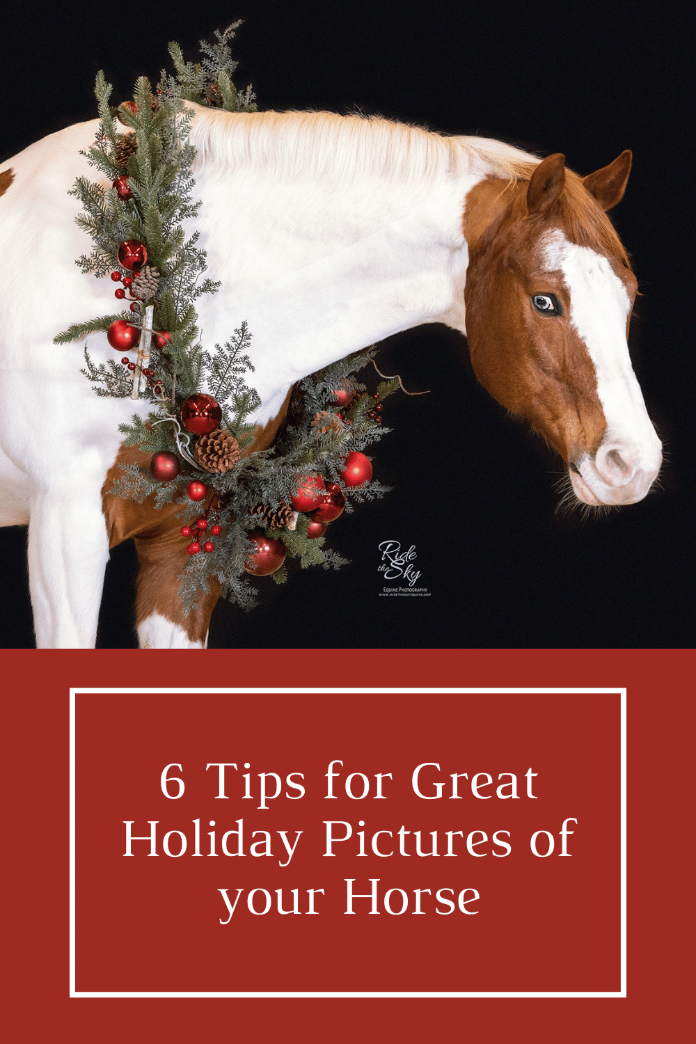 Tips for Great Holiday Horse Pictures