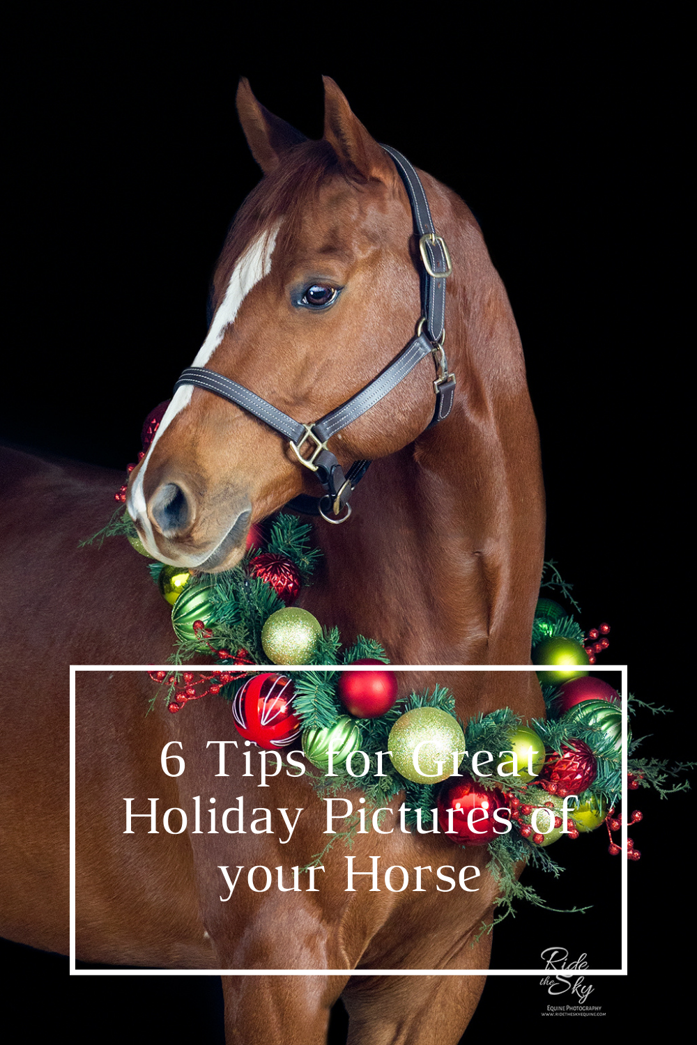 6 Tips for Great Holiday Pictures of Your Horse