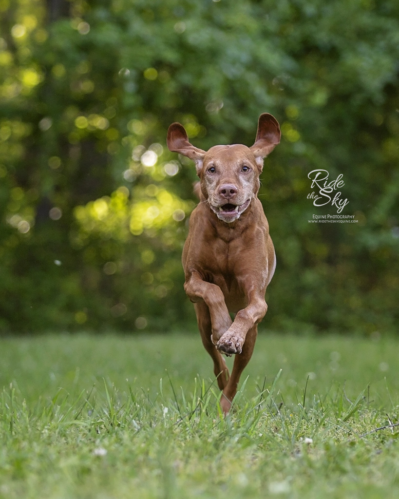 Vizsla Dog photographed with flying ears at Enterprise South Nature Park