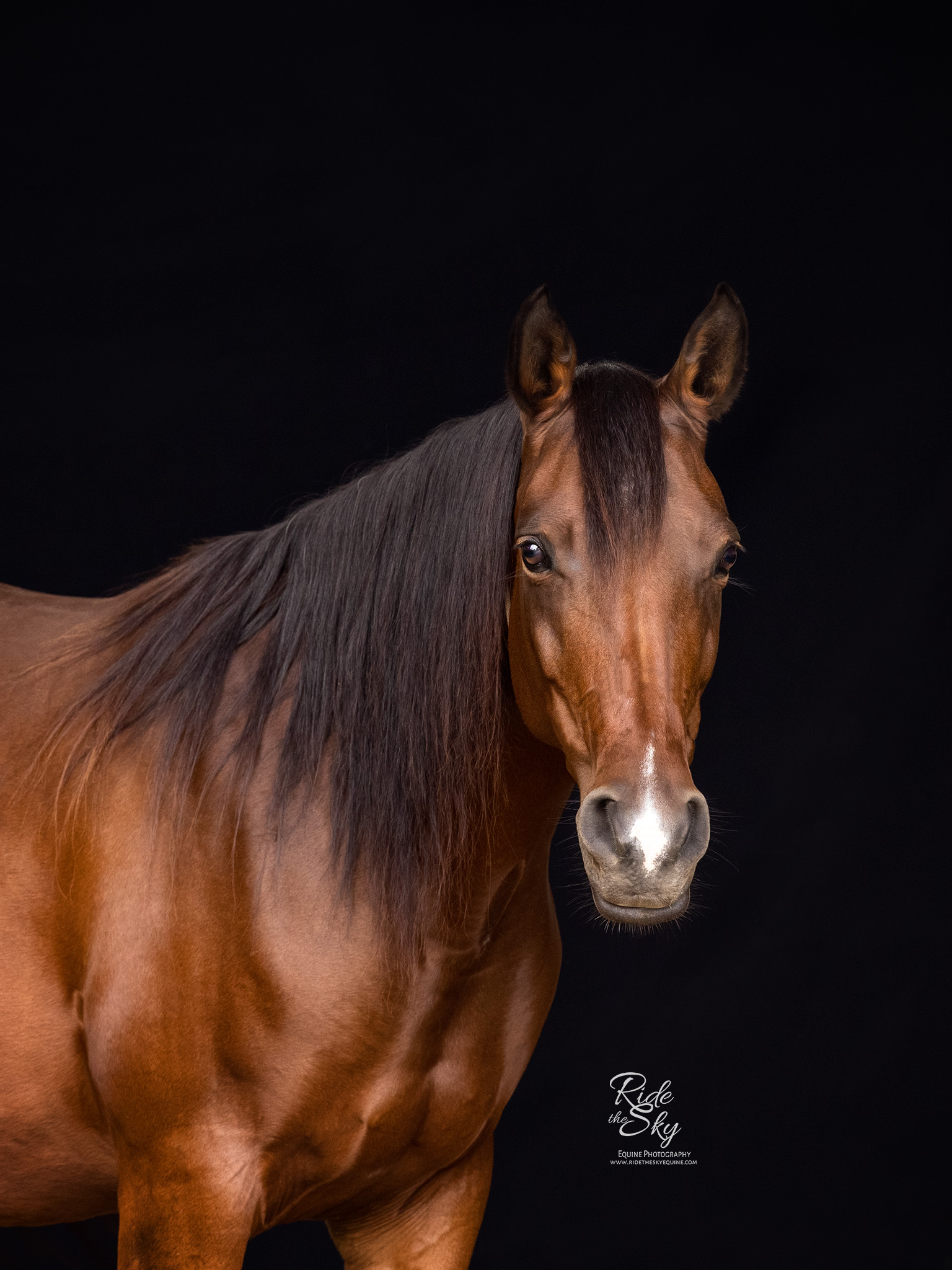 Horse Portrait on Black Background