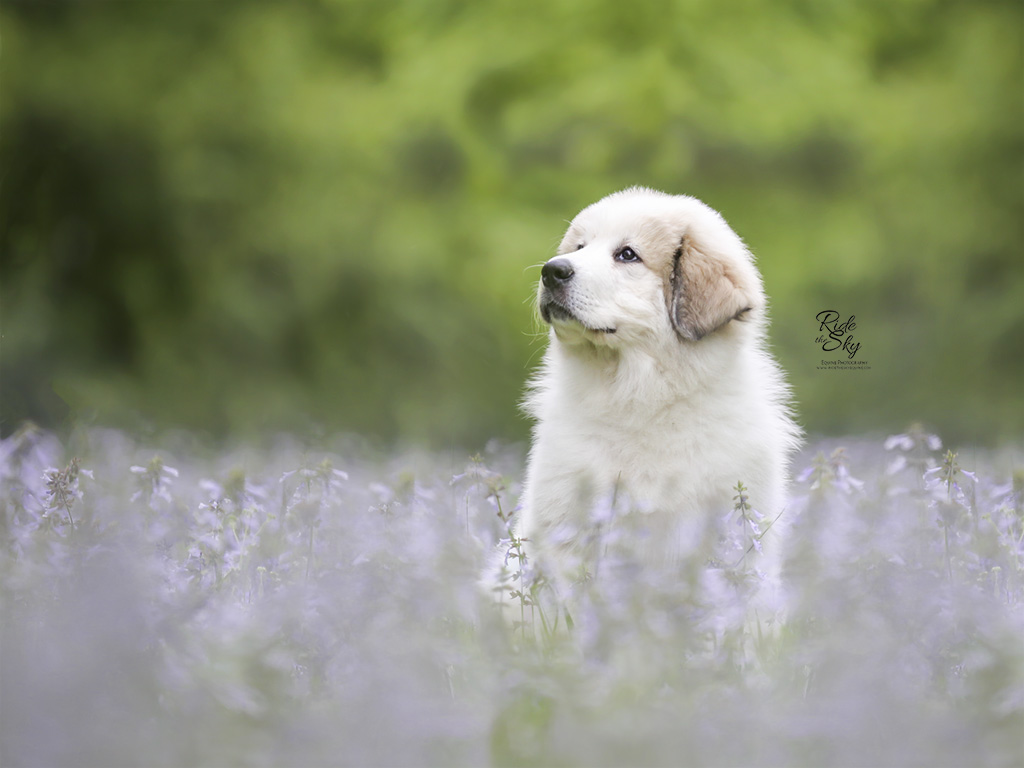 Portrait of black and white dog laying on a stone platform