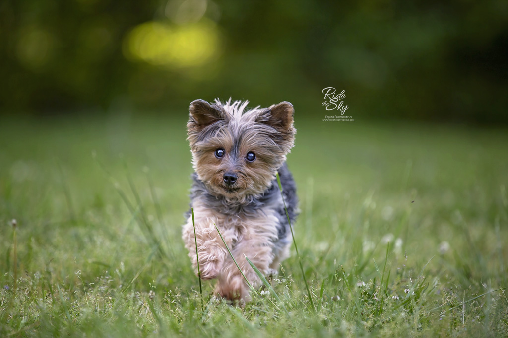 Photograph of Small Dog at Enterprise South Nature Park in Ooltewah