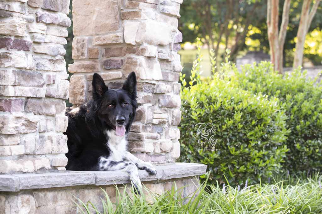 Portrait of black and white dog laying on a stone platform