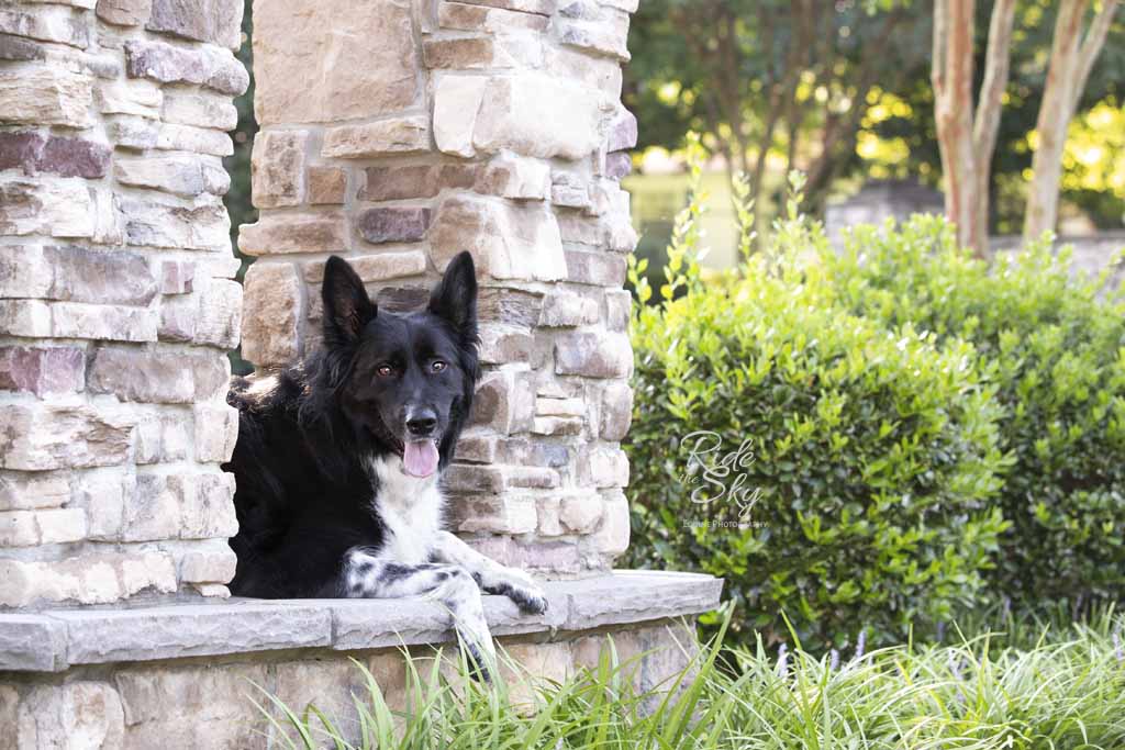 Portrait of black and white dog laying on a stone platform in Chattanooga, TN