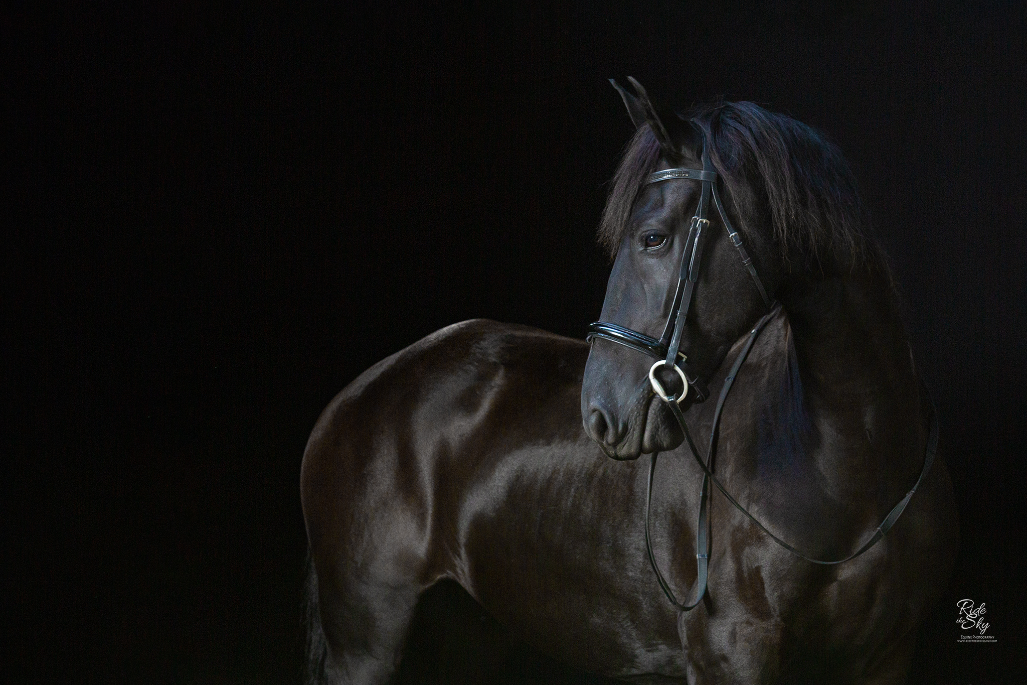 Portrait of Friesian Mare with bridle on Black Background