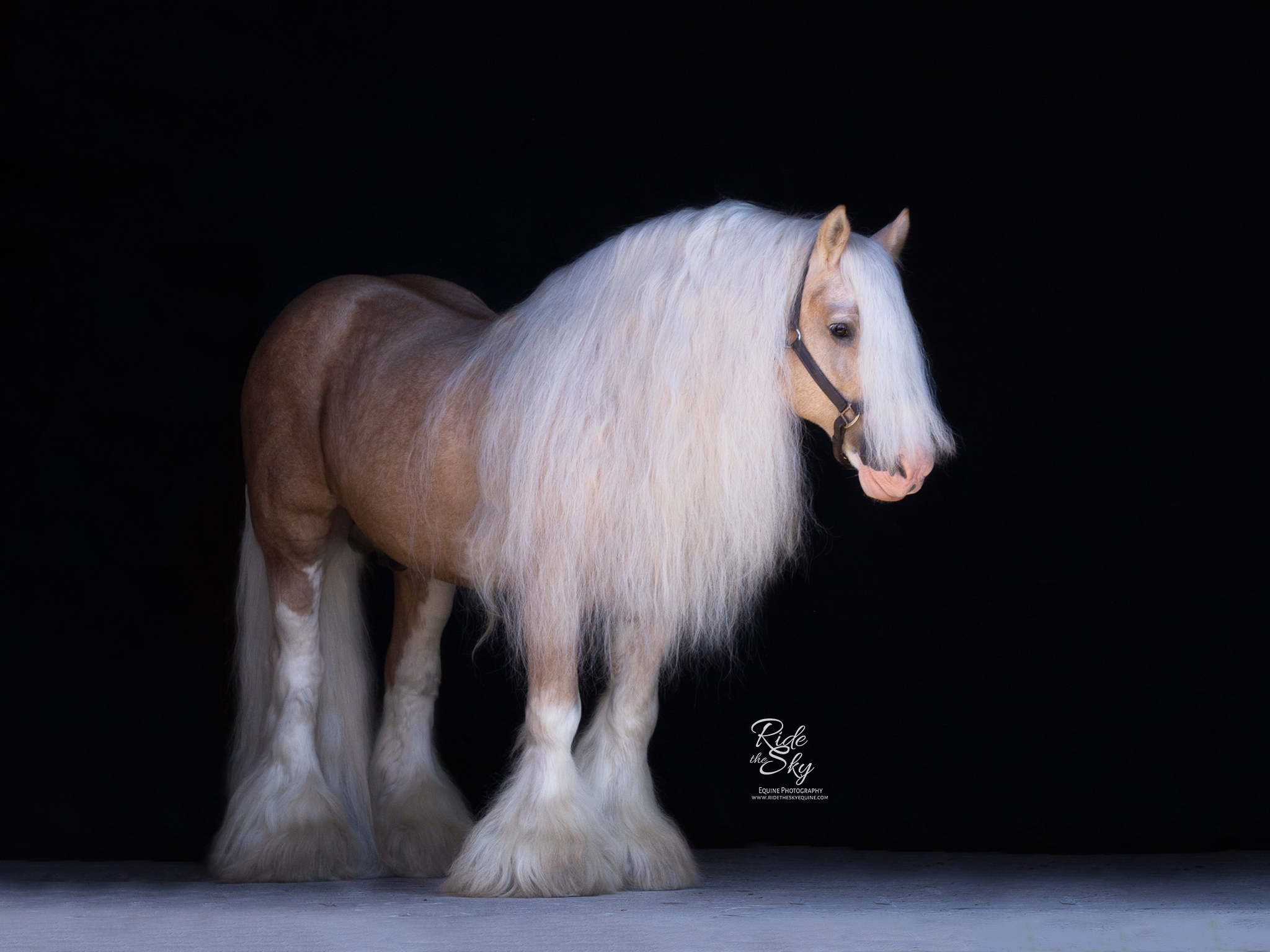 Gypsy Vanner Stallion Portrait on Black Background