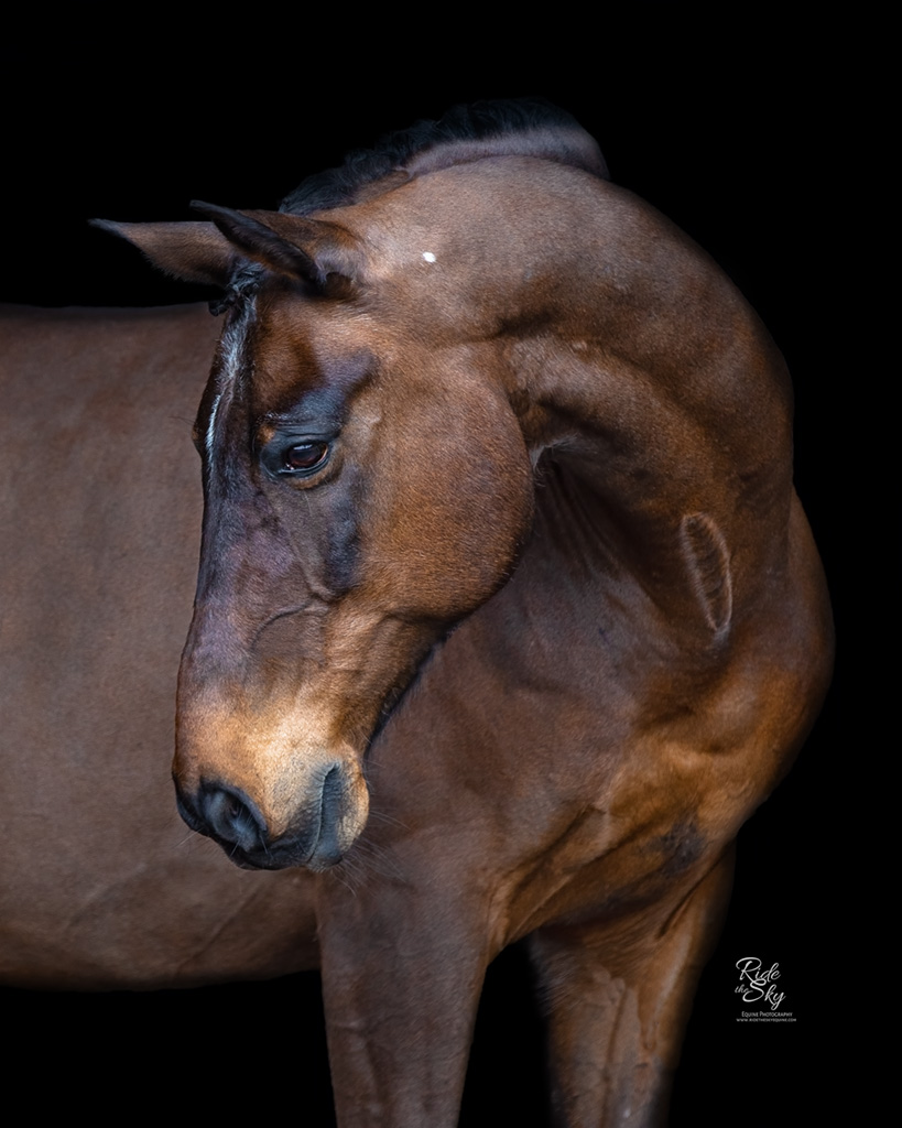 Black Background Portrait of Horse