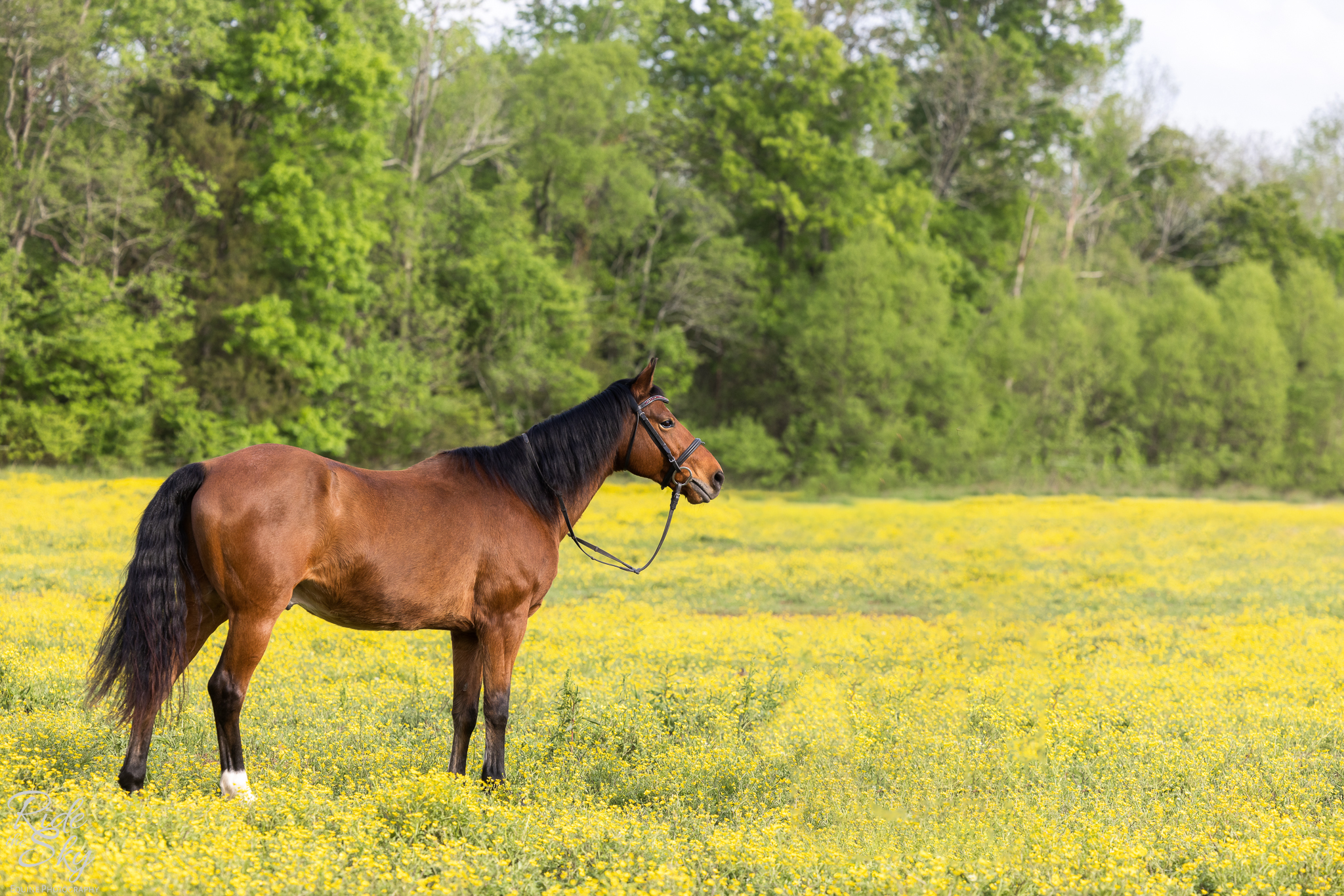 Morgan Horse with Bridle Standing in Yellow Flower Field