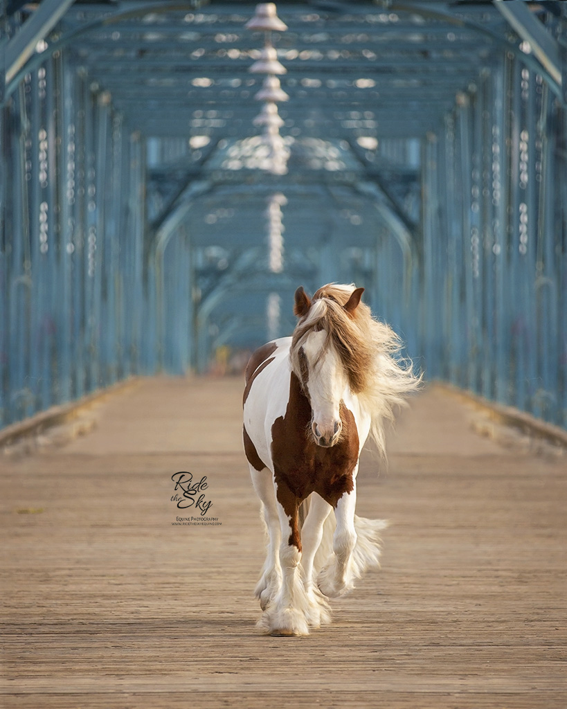 Gypsy Cob Horse on Walnut Street Bridge in Chattanooga