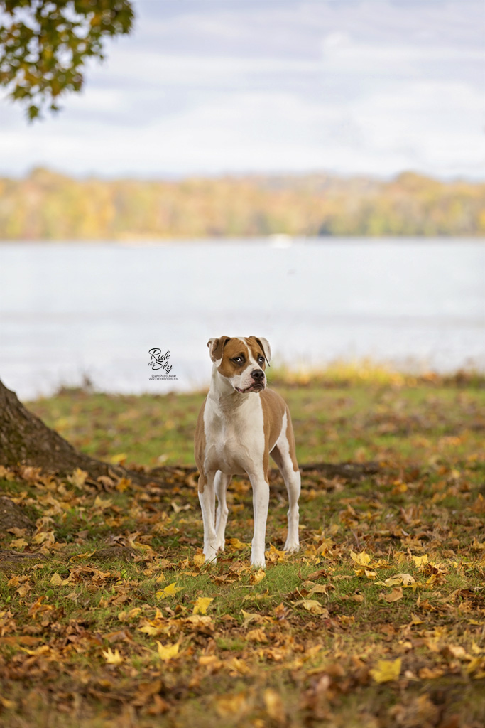 Boxer Dog photographed at Chester Frost Park in Hixson, Tennessee in Fall