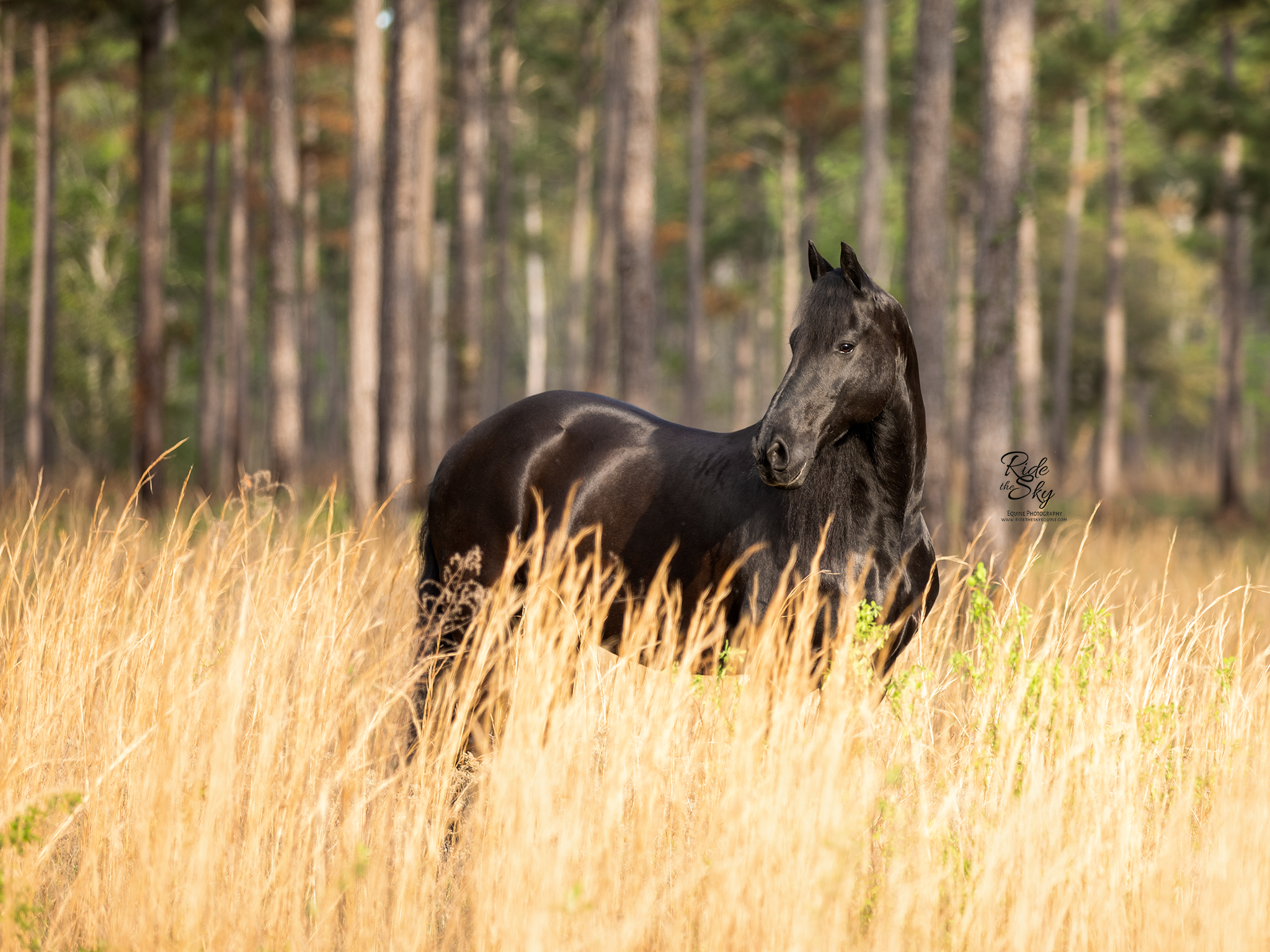 friesian horse in yellow grass field
