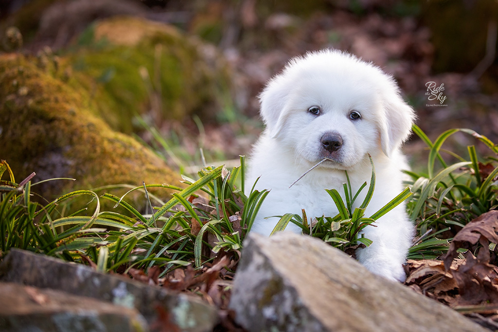 Great Pyrenees Puppy in outdoor location