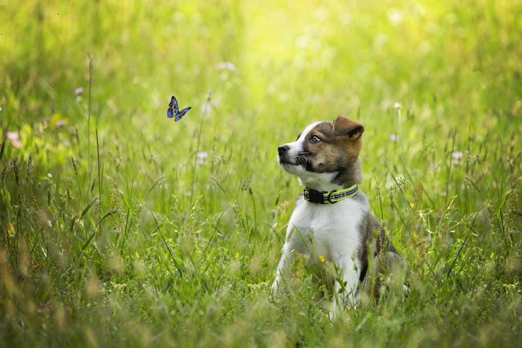 puppy watching butterfly in field in spring